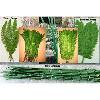Deer & Sword Fern & Equisetum 300 Fresh Cut, Stems
